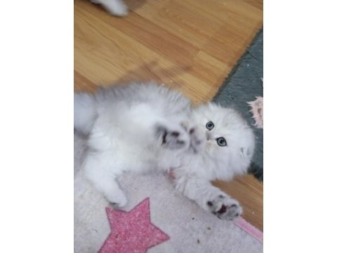 Highland (longhair) safkan kediler catteryden