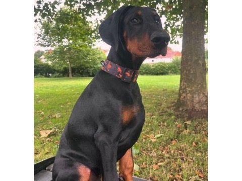 Europa doberman bebekler