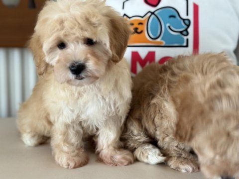 Petmode köpek çiftliğinde ziyarete açık maltipoo