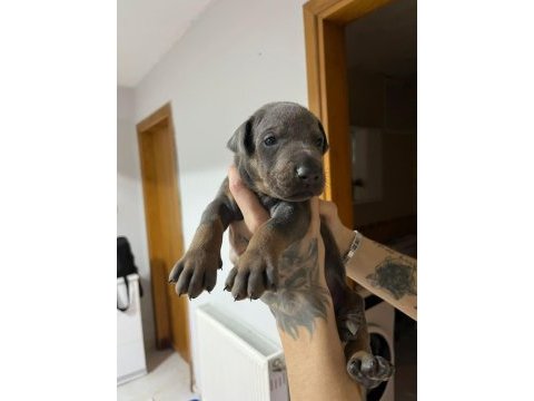 Farklı olmak isteyene doğru adres blue doberman yavrular