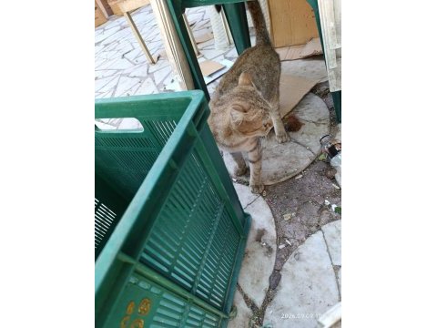 Cins kedimiz