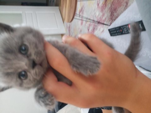 Sevimli british shorthair patiler