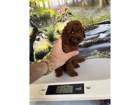 Çok tatlı orijinal toy poodle yavrusu