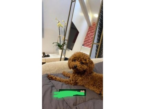 Teacup poodle