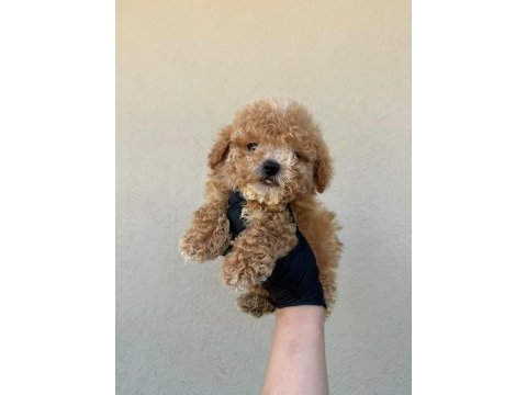 Toy poodle köpeğimiz