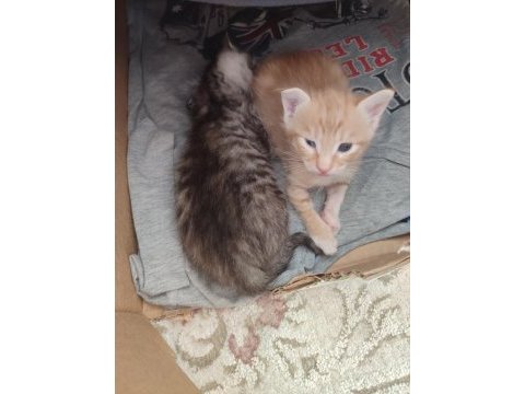 Acil yavru kedi sahiplendirilecek tekir