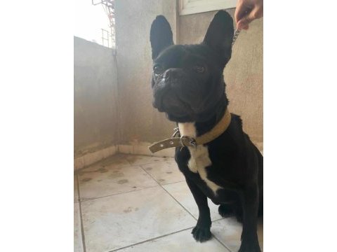 Uyguna erkek french bulldog