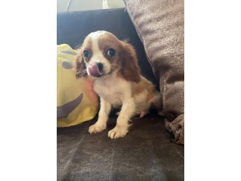 Cavalier king charles yavrular