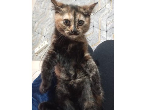 İran kedisi ve scottish fold yavruları