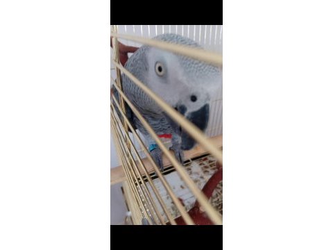 Üst düzey jako papağanı