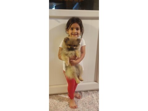 Pomeranian boo