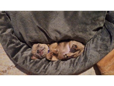 Cok tatlı french bulldog