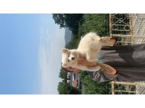 Burkem çiftliğimizden kar topu samoyed