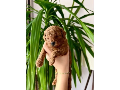 Ev üretimi ırk ve sağlık garantili toy poodle köpekler