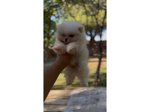 Sağlık ve ırk garantili ayı surat pomeranian yavrular