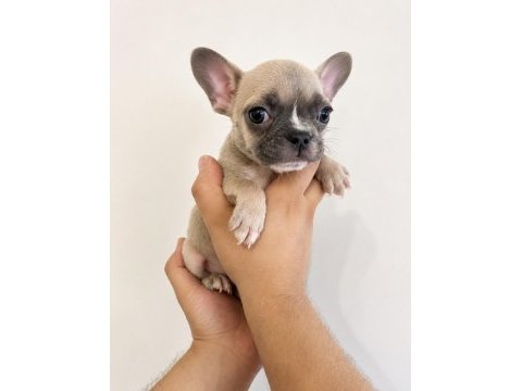 French bulldog yavrular