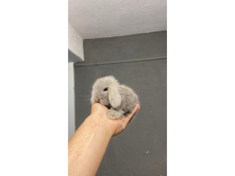 Hollanda lop tavşanları