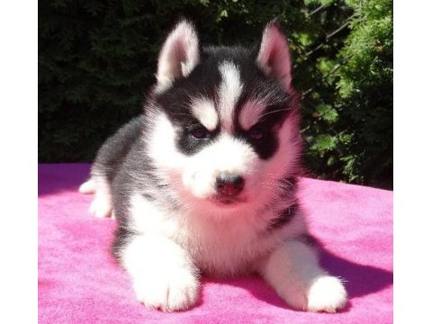 Husky sibirya yavruları