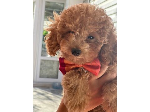 Toy poodle köpeğimi sahiplendirme