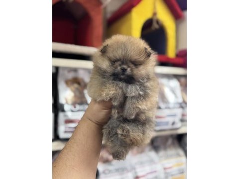 Teddy bear orange pomeranain yavrumuz