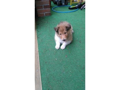 Rough collie ( lessie ) yavruları