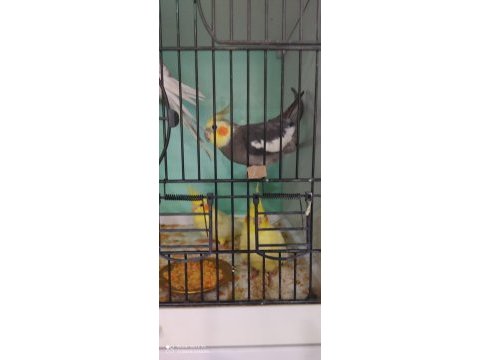 Beta petshop sultan papağanı
