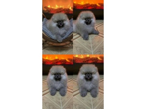 Pomeranian boo üst kalite gülen yüz erkek