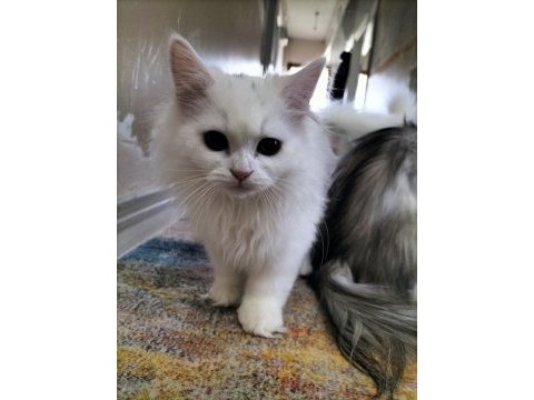 Erkek chinchilla hemen teslim