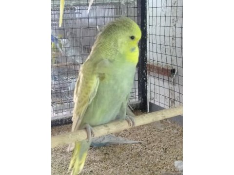 Konusturmalik vasıflı show jumbo yavrular ve anaclar