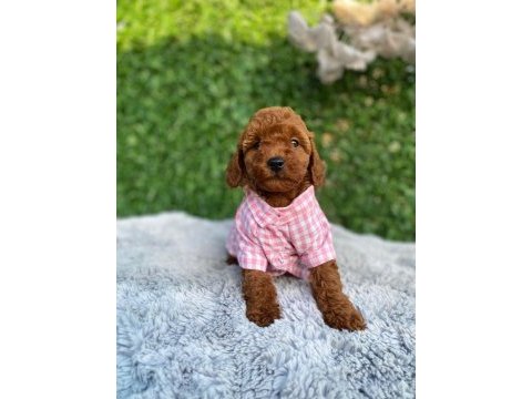 Toy poodle bebekler