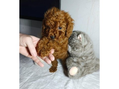 Elden teslim kore toy poodle