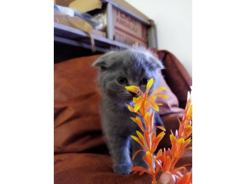 Muhteşem güzellikte scottish fold yavrularımız