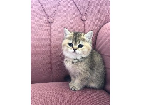 3 british shorthair 1 scottish fold