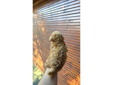 Kore poodle üst düzey poodle yavrusu yeni yuvasını arıyor