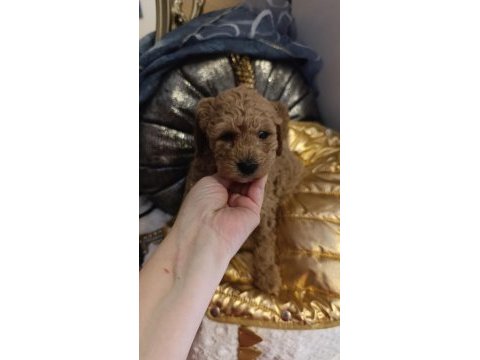 Red toy poodle