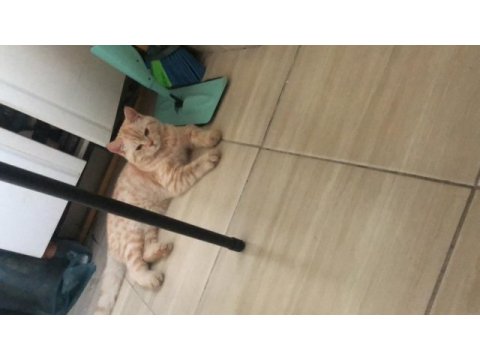 7 aylık british shorthair