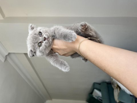 Sağlıklı oyuncu evde büyüyen scottish fold yavrular
