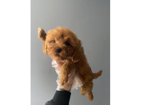 3 aylık toy poodle