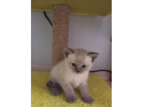 Scottish fold yavrularımız