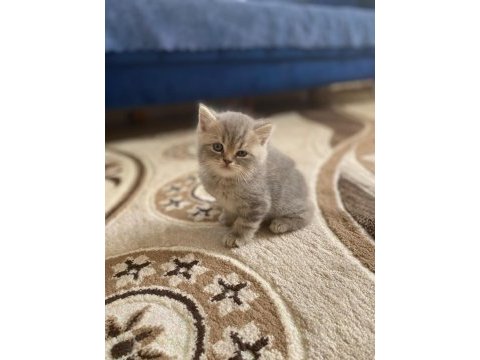 Mükemmel tatlı yavru kedilerimiz
