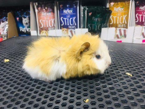 Guinea pig ler