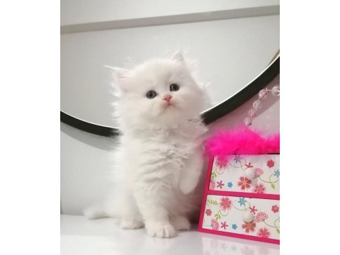 Muhteşem chinchilla güzellik