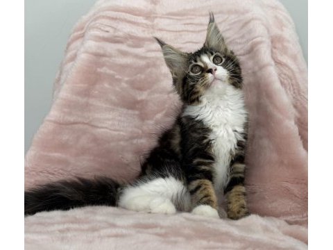 Mco dişi 2209 renk üst kaliteli maine coon