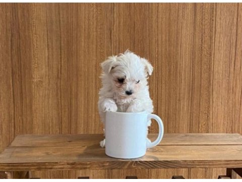 Teacup maltese terrier bebekler