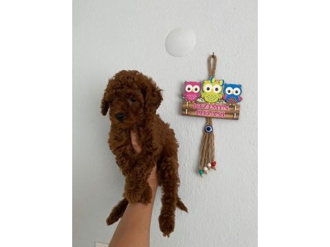 Red brown poodle yavrularım aşılı