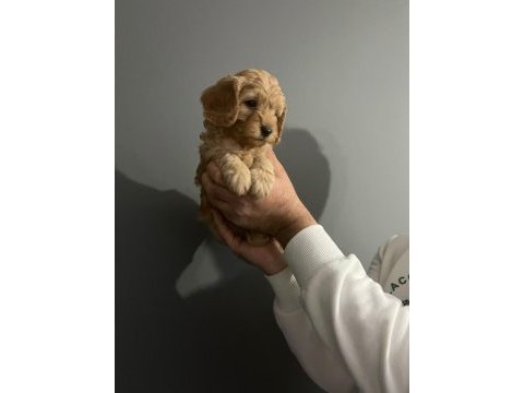 2 red 1 apricot son 3 yavru poodle