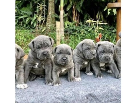Safkan dişi ve erkek blue cane corso yavrularımız