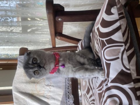 Scottish fold 4 aylık yavru