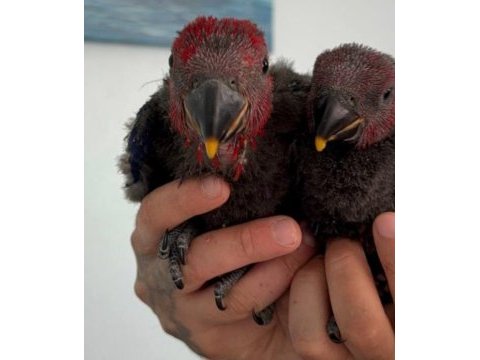 Eclectus papağanı bebekler