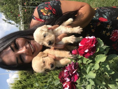 Baby face golden retriever yavrularım